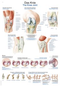 Poster di anatomia - Anatomia - Risorse didattiche