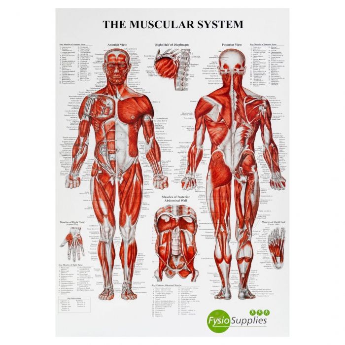 Poster Il Sistema Muscolare Umano 50 x 70 cm