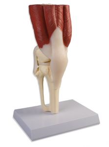 Articolazione del ginocchio, grandezza naturale, con muscoli
